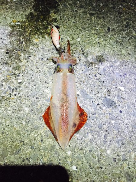 のんびりアジング