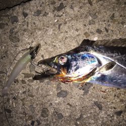 ワインドでタチウオ！