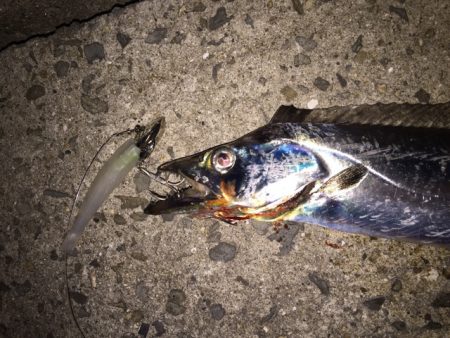 ワインドでタチウオ！