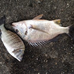 フカセでキビレGET!