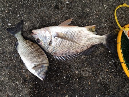 フカセでキビレGET!