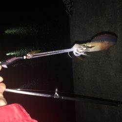 真夜中のエギング調査