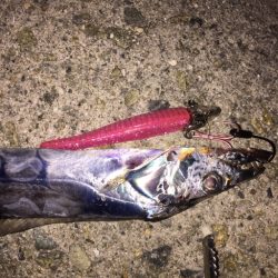 大阪タチウオ開幕！