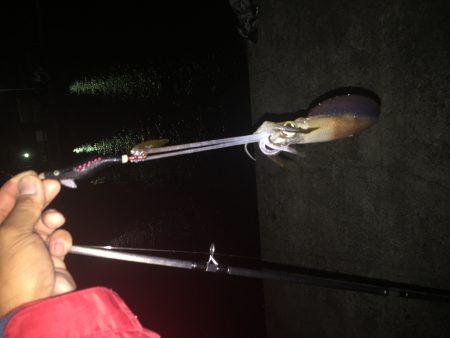 真夜中のエギング調査