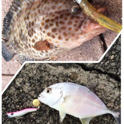 今日も、勝浦港へ