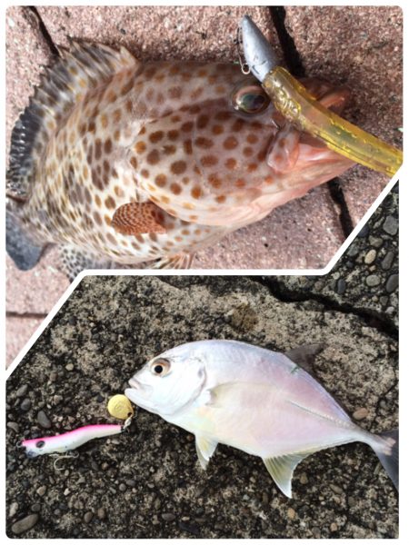 今日も、勝浦港へ