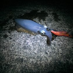 コンスタントにアタリあり