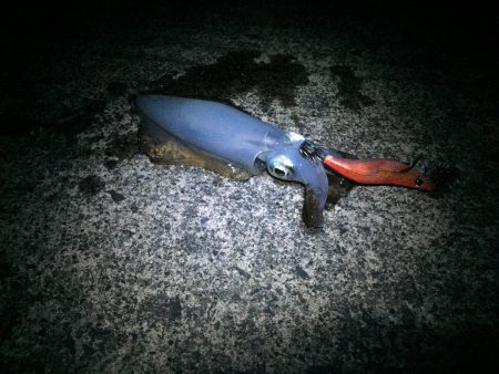 コンスタントにアタリあり