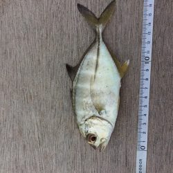 帰宅から夕飯までの超短時間釣行