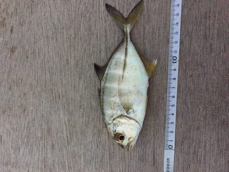 帰宅から夕飯までの超短時間釣行