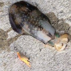 サイズが上がりはじめてます⁉︎