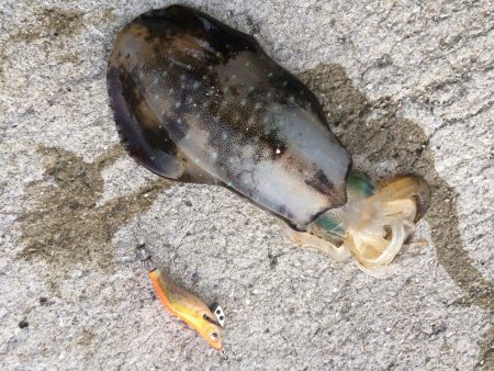 サイズが上がりはじめてます⁉︎