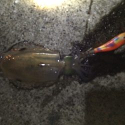 今年初の新子アオリちゃん。