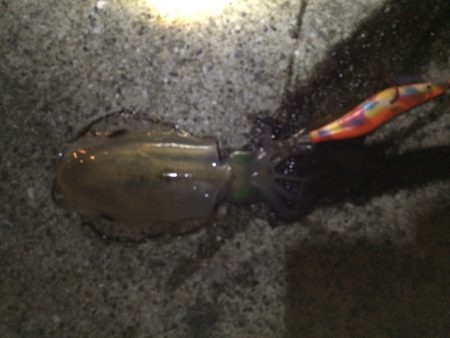 今年初の新子アオリちゃん。