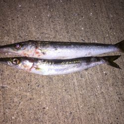 秋の夜長フィッシング