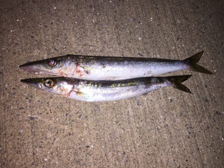 秋の夜長フィッシング