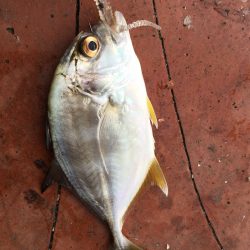 今年初アジング