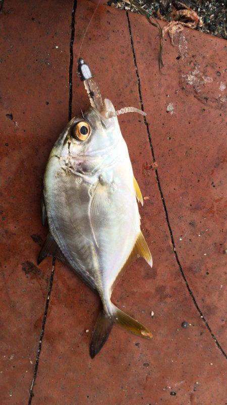 今年初アジング