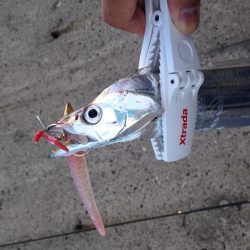 タチウオ開幕！