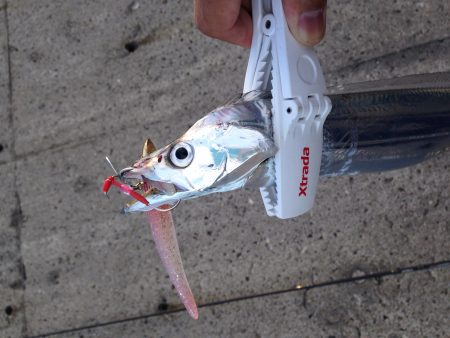 タチウオ開幕！