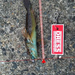 ロックフィッシュ調査