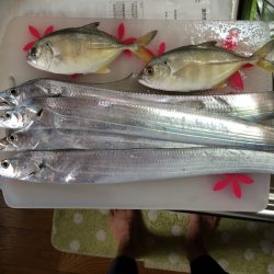 煙樹ヶ浜でショアジギングのち周辺で太刀魚