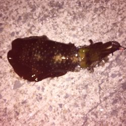 秋イカ釣れました！