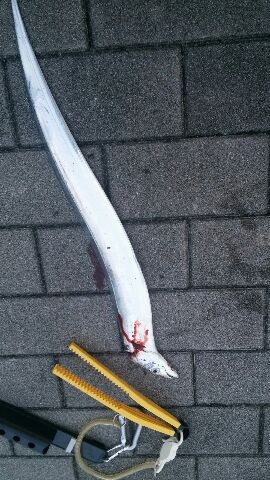 今年初のタチウオ