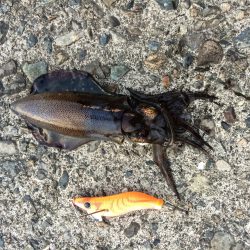 アオリイカ続々登場！