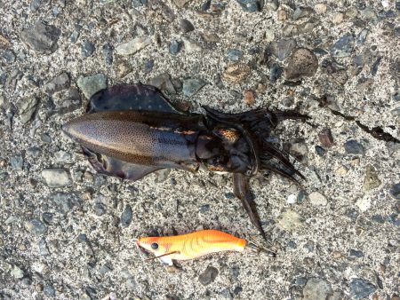 アオリイカ続々登場！