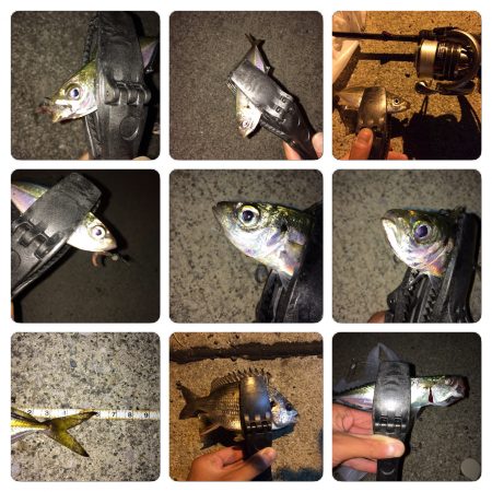 アジング調査‼︎