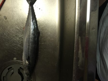 サワラ 太刀魚