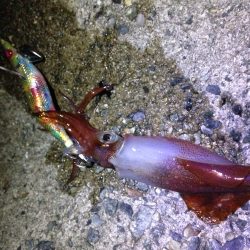 週末アングラー