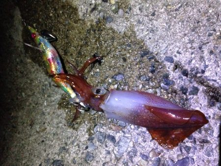 週末アングラー