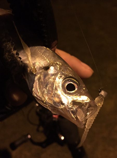 渋々アジング？