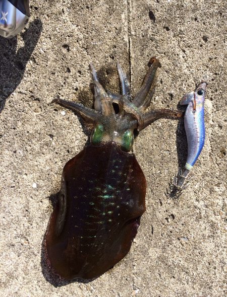 強風の中、アオリイカ！