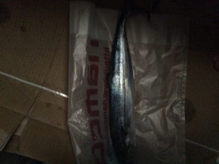 佐野川にて サワラ