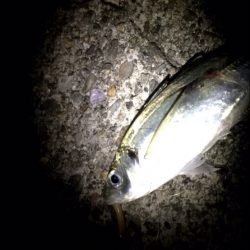 久々爆良型アジ！