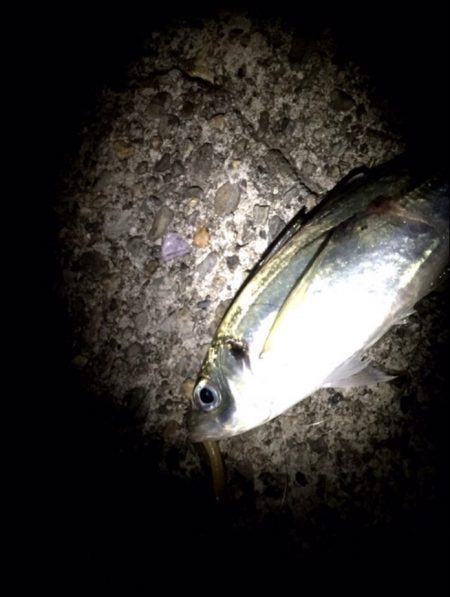 久々爆良型アジ！