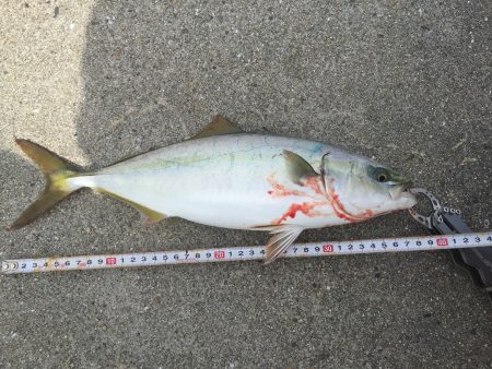 昼から釣行へ出陣‼︎