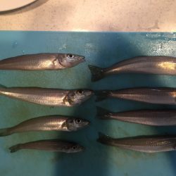 SW！キス釣り！！