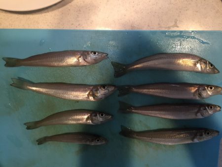 SW！キス釣り！！