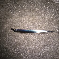 初めての太刀魚ゲット‼︎