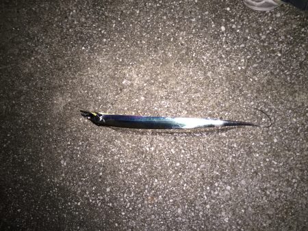 初めての太刀魚ゲット‼︎