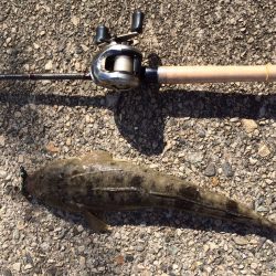 ビフテキでマゴチ