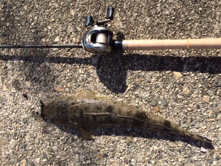 ビフテキでマゴチ