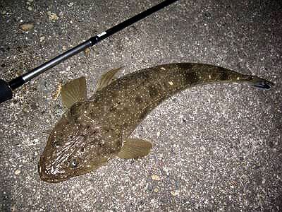 ナイトで、シーバス＆マゴチ