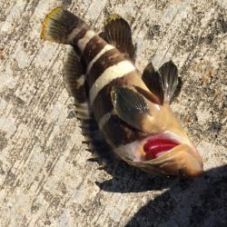 サビキにきたのに