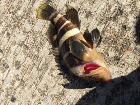 サビキにきたのに