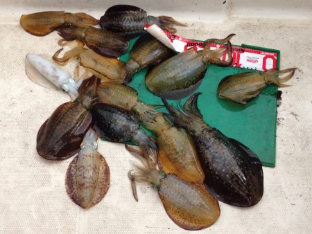 師匠とエギング